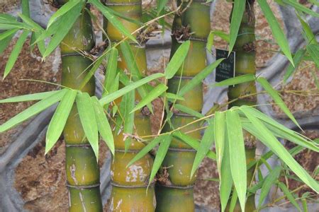 实心竹子品种有哪些 - 花百科