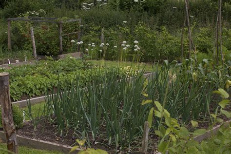 Onion companion planting: the best crops to grow with onions | Homes ...