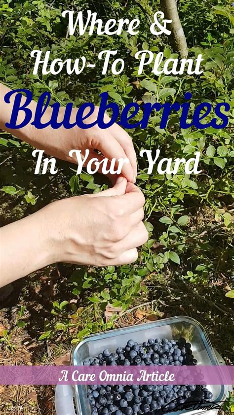 The best companion plants for blueberries and which ones to avoid – Artofit