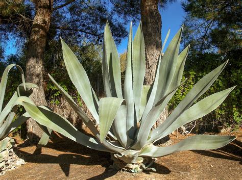 Factsheet Agave Americana Century Plant Agave Americana 'Nova'