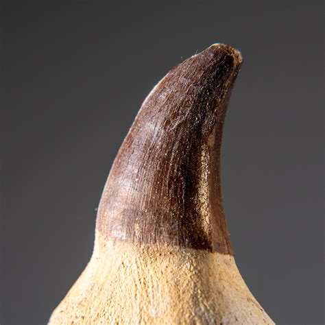 Genuine Mosasaur Dinosaur Tooth and Root with Acrylic Display Stand ...