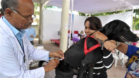 Gwalior man dies after tetanus shot given instead of rabies vaccine