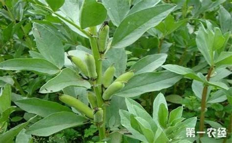 蚕豆怎么种？蚕豆的高产种植技术 - 种植技术 - 第一农经网