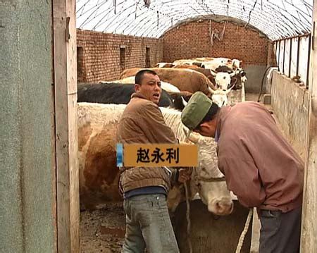 养牛场牛舍建设使用空气处理设备环控系统的案例分析 农业应用 蒙特中国