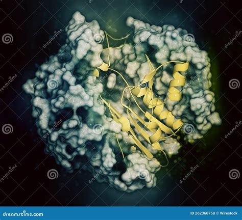 Gamma-glutamyltranspeptidase 1 & X28;GGT 1& X29; Enzyme, 3D Render ...