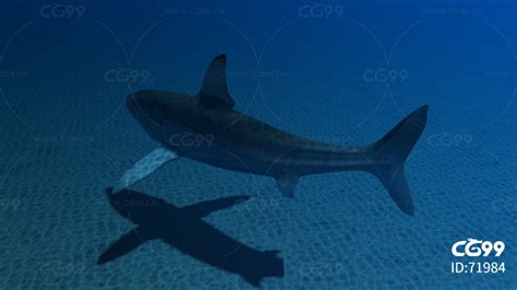 影视动画系列大白鲨-cg模型免费下载-CG99