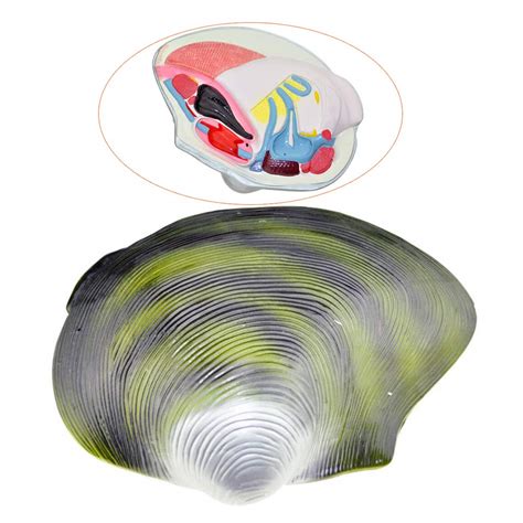 Buy LUCKFY River Mussel Model Anatomical Mollusk Physiological ...