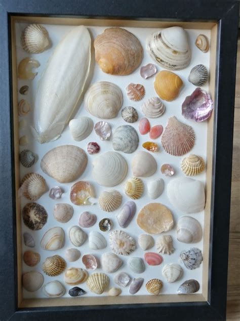 Seashell Shadowbox