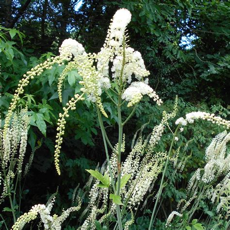 Cimicifuga racemosa, Black Cohosh - Keystone Wildflowers