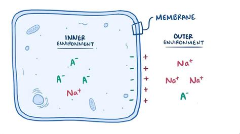 Image result for Cell Resting Membrane Potential
