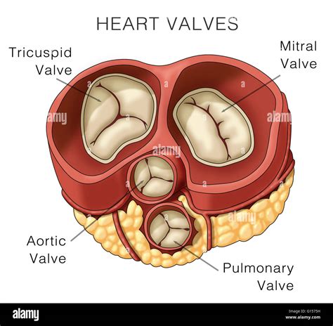 Partes del corazón y sus funciones estructura, arterias, venas - Vorsfinanz