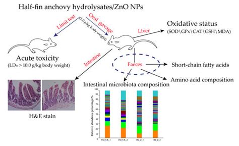 Nanocomposite of Half-Fin Anchovy Hydrolysates/Zinc Oxide Nanoparticles ...