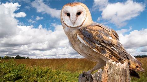 Image result for Spring Animals CBeebies