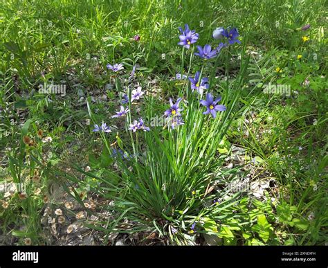 blue-eyed grasses (Sisyrinchium) Plantae Stock Photo - Alamy