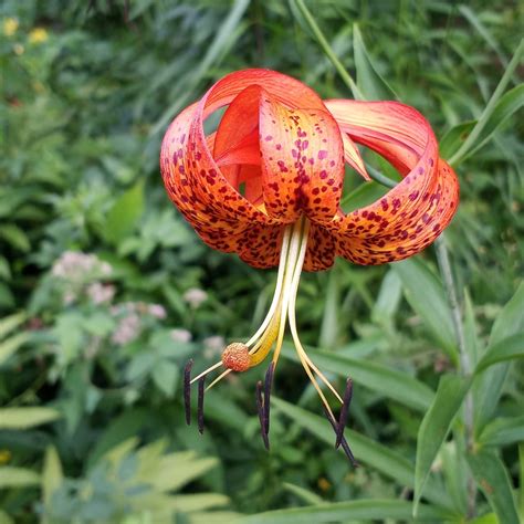Turk's-cap lily from Garrett County, MD, USA on July 14, 2024 at 07:04 ...