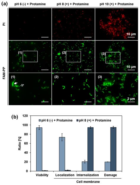 Image result for Enterococcus Chlorination