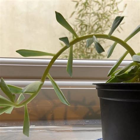 How to Fix Leggy Indoor Plants – Ecofynd