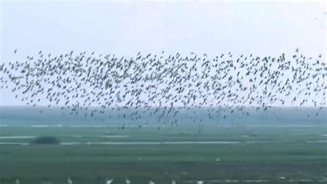 Orissa HC Directs CDA, DFO To Make Chilika’s Mangalajodi Bird Sanctuary ...