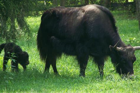 LIFE WITH YAKS: New Baby Yak