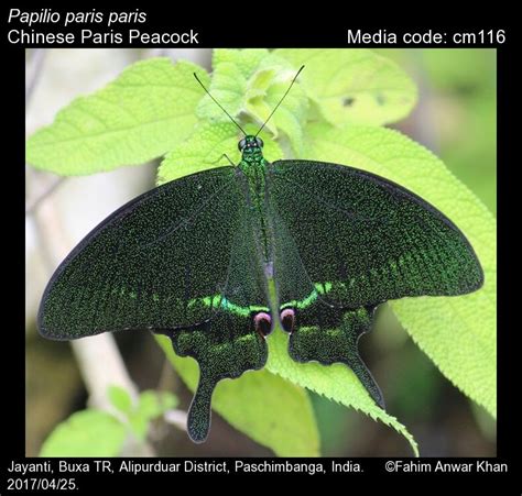 Papilio paris | Butterfly