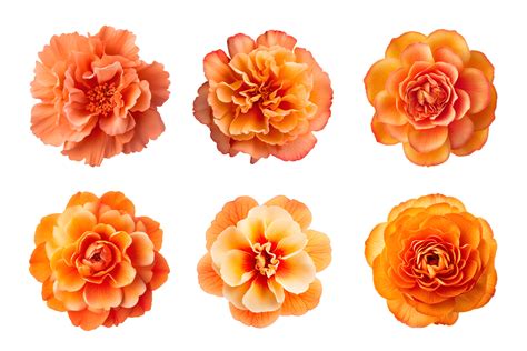 Selection of various orange color flowers isolated on a transparent ...