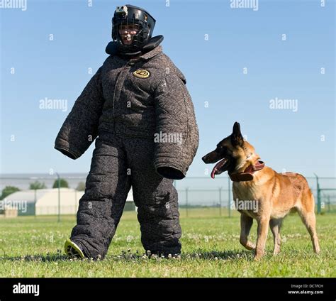 Belgian Malinois Military