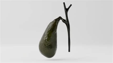 3D Model: Human Body - Human Gall Bladder (teacher made)