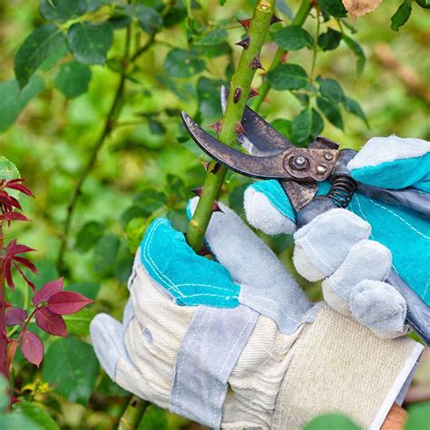 How to take rose cuttings – a beginner's guide to multiplying rose plants for free | Rose ...