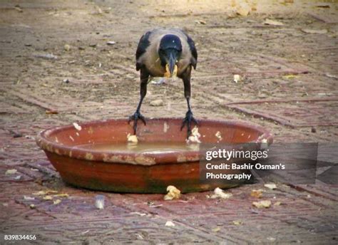Image result for Crows Using Tools
