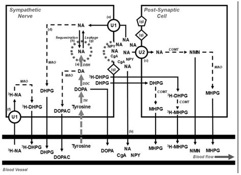 Metabolites | Special Issue : Adrenal Neuroendocrine System and ...