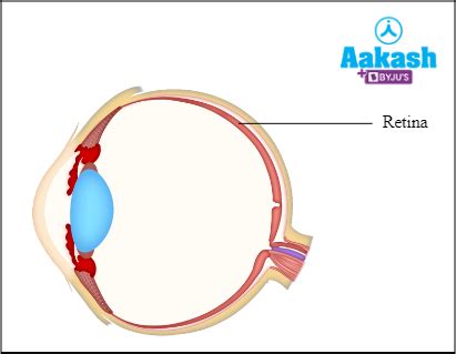 Sensory Perception in Biology: Definition, Types and Importance | AESL