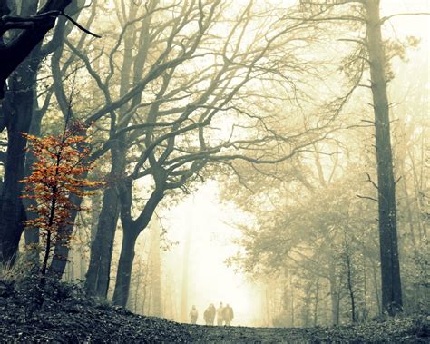 Download wallpaper 1280x1024 wood, fog, tree, leaves, yellow, autumn ...