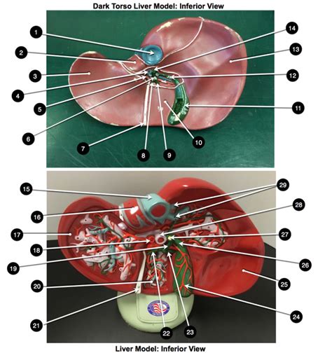 Image result for Liver Models Labeled