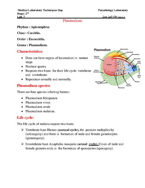 Plasmodium - l parasitology - Stage: 2nd Lab. 7 م.م.ريم علاء الدين جميل Plasmodium Phylum ...