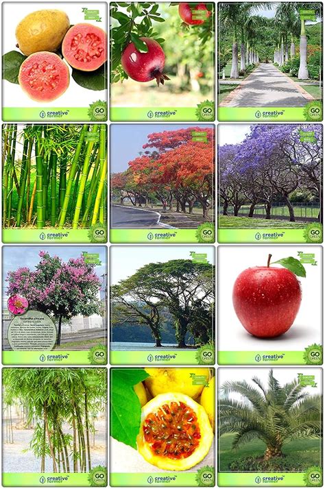 Creative Farmer For Garden Combo Fruit & Fruit : Apple, Passion Fruit ...