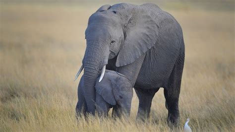 Botswana just legalized hunting of elephants | Condé Nast Traveller India