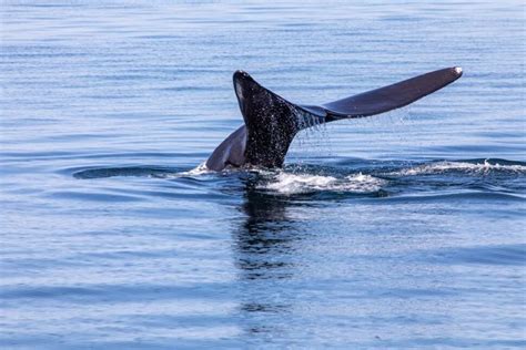 Trump Administration Considering Looser Protections for North Atlantic ...