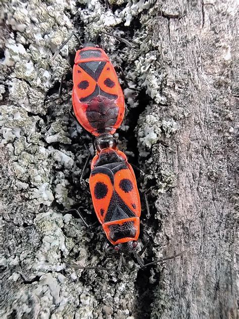 Premium Photo | Two red and black beetles crawling on the surface of a ...