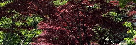 [Mount Fuji, Hakone, Kawaguchiko, and Flower Viewing] 7-11 Convenience ...