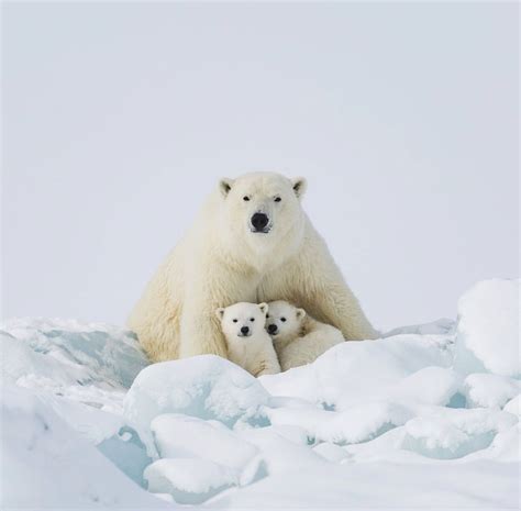 Get To Know The Polar Bear | Wildest