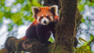 Red pandas poster Multicolor Photo Paper Print Poster Photographic ...