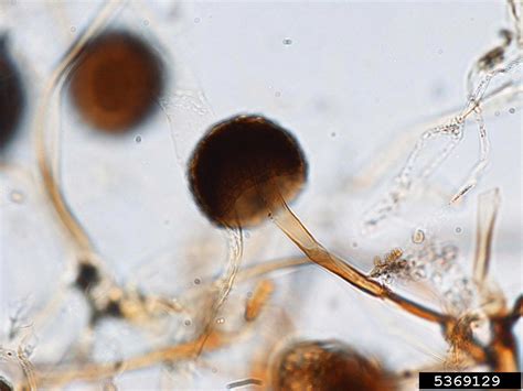 Rhizopus soft rots (Genus Rhizopus)