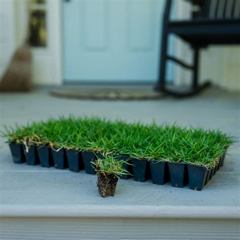 EMPIRE Zoysia Grass Plugs | Sod Solutions