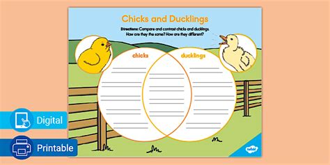 Chicks and Ducklings Compare and Contrast Worksheet - Twinkl