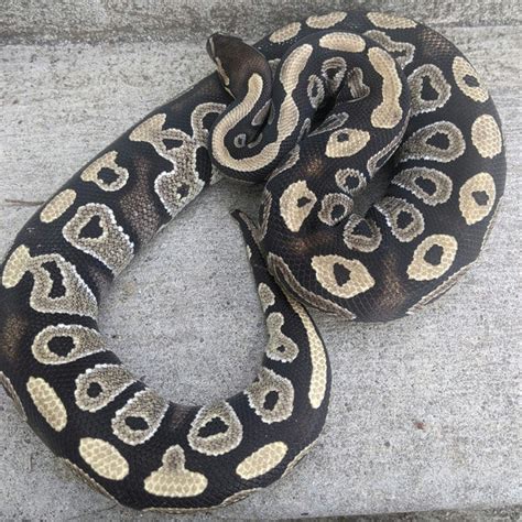 Image result for Snake Discovery Ball Python