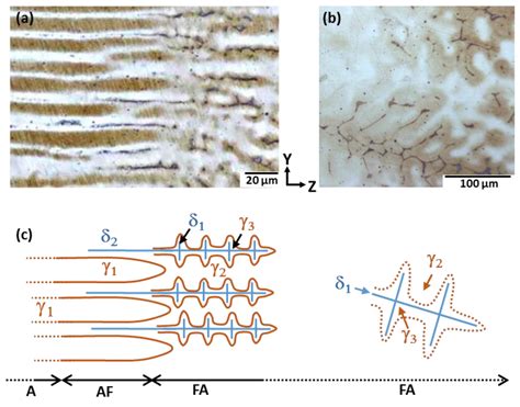 Growth Morphologies and Primary Solidification Modes in a Dissimilar ...