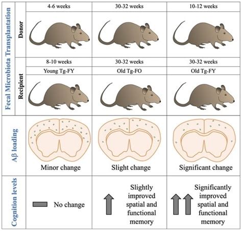 Fecal Microbiota Transplantation Reduces Pathology and Improves ...