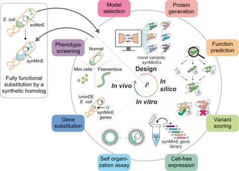 Python Cell Resonance Modelling 的图像结果