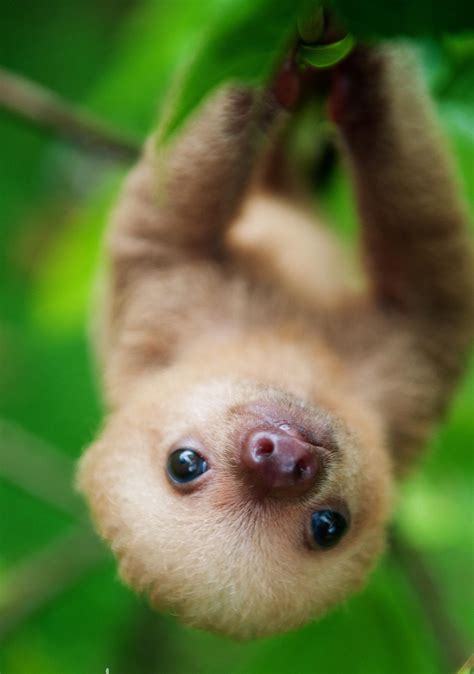 Baby Sloth Wallpapers - Wallpaper Cave