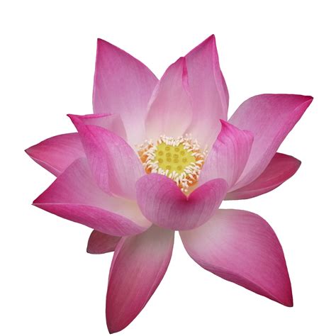 Free Lotus Flower Illustration Clipart